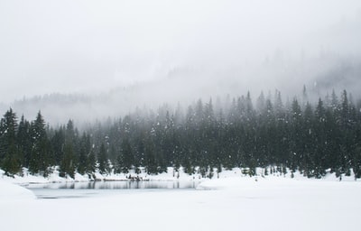 白昼雪原青松